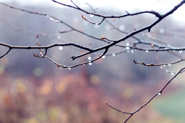 Fototapeta na wymiar Wet tree branch with raindrops on a blurred background