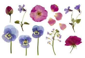 set / collection of pressed flowers isolated over a transparent background, roses, buds and petals,...