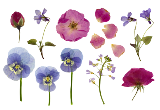 set / collection of pressed flowers isolated over a transparent background, roses, buds and petals, violets, pansies and lady's smock / meadow foam herb, cut-out floral herbarium design elements, 