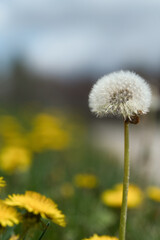 dandelion on green background