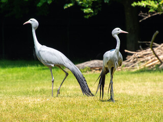 Paradieskranich Paar im Tierpark München