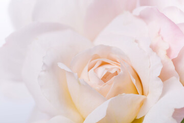 Beautiful aromatic fresh blossoming tender pink rose texture, close up view. Romantic background