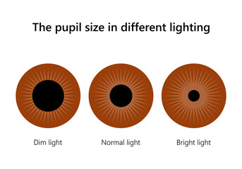 Human eye. The pupil size in different lighting.