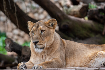 A portrait of a lioness relaxing on grass in a park in Israel.