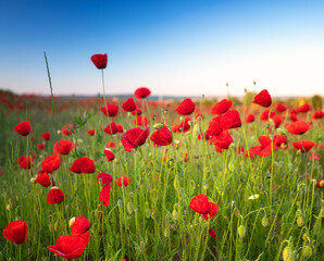 Wonderful poppy flowers in the field in spring