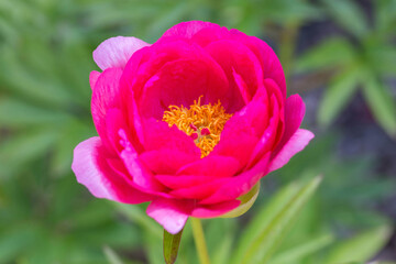 Pink Peony, Herbaceous peony Cytherea in garden