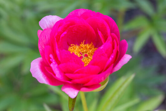 Pink Peony, Herbaceous peony Cytherea in garden