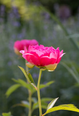Pink Peony, Herbaceous peony Cytherea in garden