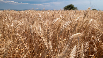 Golden wheat rye landscape in sun day. Golden harvest background. Bread plant agriculture farm...