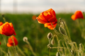 Obraz premium Close up shot of red poppy flower in sunlight with green grass in background.