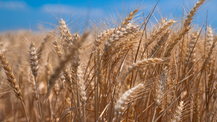 Golden wheat rye landscape in sun day. Golden harvest background. Bread plant agriculture farm...