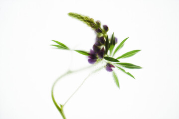 One beautiful violet lupine flowers with leaf in light background