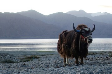 A serene yak gracefully stands by Pangong Lake's shore in Ladakh, basking in the tranquil ambiance of an early morning in India.