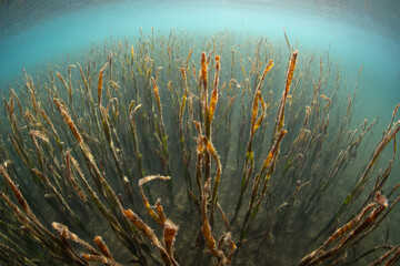A seagrass meadow grows along the edge of an island in Komodo National Park, Indonesia. Seagrass serves as vital habitat for many juvenile fish and invertebrates.