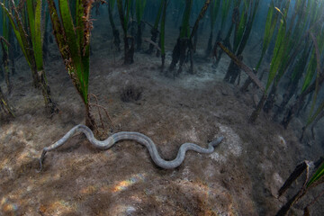 A marine file snake, Acrochordus granulatus, slithers across the muddy seafloor in an Indonesian seagrass bed. The species is completely aquatic and hunts for small prey in seagrass and mangroves.