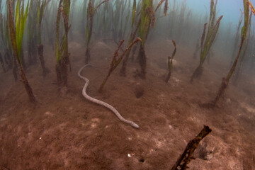 A marine file snake, Acrochordus granulatus, slithers across the muddy seafloor in an Indonesian...