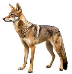 Obraz premium Coyote jackal isolated on the transparent background PNG. AI generative.