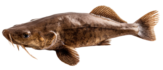 Catfish isolated on the transparent background PNG. AI generative.