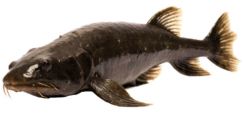 Catfish isolated on the transparent background PNG. AI generative.