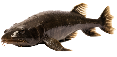 Catfish isolated on the transparent background PNG. AI generative.