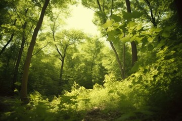 Obraz premium Illustration of sunlight filtering through green foliage in a woodland scene