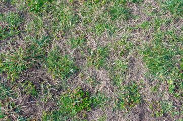 Texture of the ground with dry and green grass