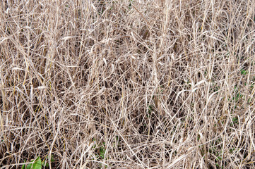 Dry brown grass background