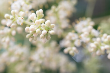 Wild plant with delicate little flowers blooming, against a sunny blurred natural background with green, yellow and white bokeh.