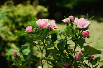 Summer garden. Flowering pink roses plant.
