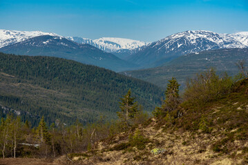 Mountain view from Risfjellet, Mo i Rana, Norway. Norwegian mountain landscape in early summer with snow on the high mountain peaks. Pine trees and high altitude. Mountain lake, fjord. Blue and green.
