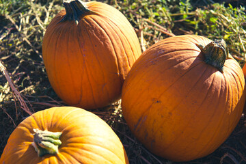 pumpkin on the ground