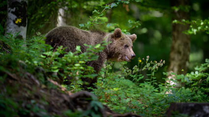 Fototapeta na wymiar European brown bear (Ursus arctos) in forest