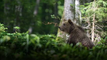 European brown bear (Ursus arctos) in forest
