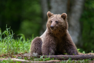 Fototapeta premium European brown bear (Ursus arctos) in forest