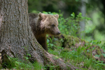 Naklejka na ściany i meble European brown bear (Ursus arctos) in forest