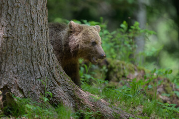 Fototapeta premium European brown bear (Ursus arctos) in forest