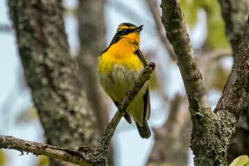 枝にとまるキビタキ