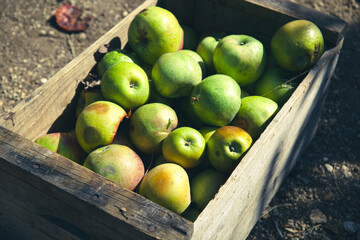 apples in a box