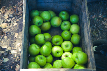 green apples in a box on the market
