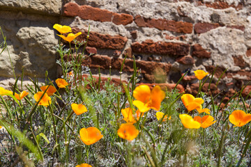 flowers in the garden