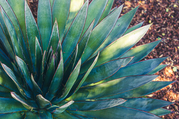aloe vera plant