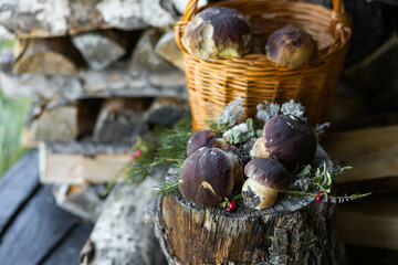 Forest mushroom boletus, cep, porcini, chanterelle collected in a wooden wicker basket. Late summer...