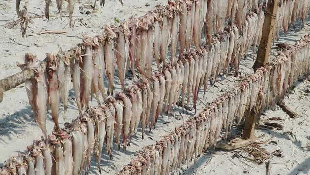 Raw Bombay duck fish are hung under the open air in bamboo and wooden lofts for drying.