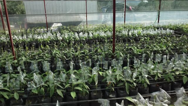 greenhouse on farm plantation avocado, lot of Growing avocado seeds and plants, young fresh avocado sprout with leaves grows from seed planting in the garden, plant beds avocado