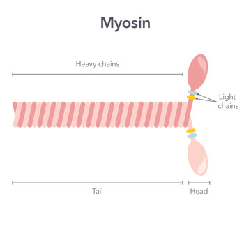 Myosin molecule scientific vector illustration diagram
