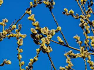 Spring. The first buds on the branches of trees.