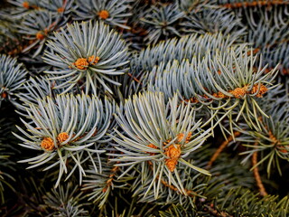 Naklejka na ściany i meble Young shoots on the branches of a blue spruce.