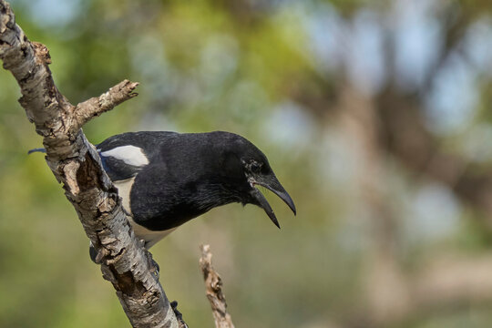 the clever magpie on the branch