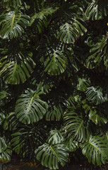 Monstera plant in tropical forest, botanical garden