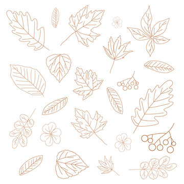 A set of different autumn leaves in brown out line style on white background for wallpapers, banners, webs